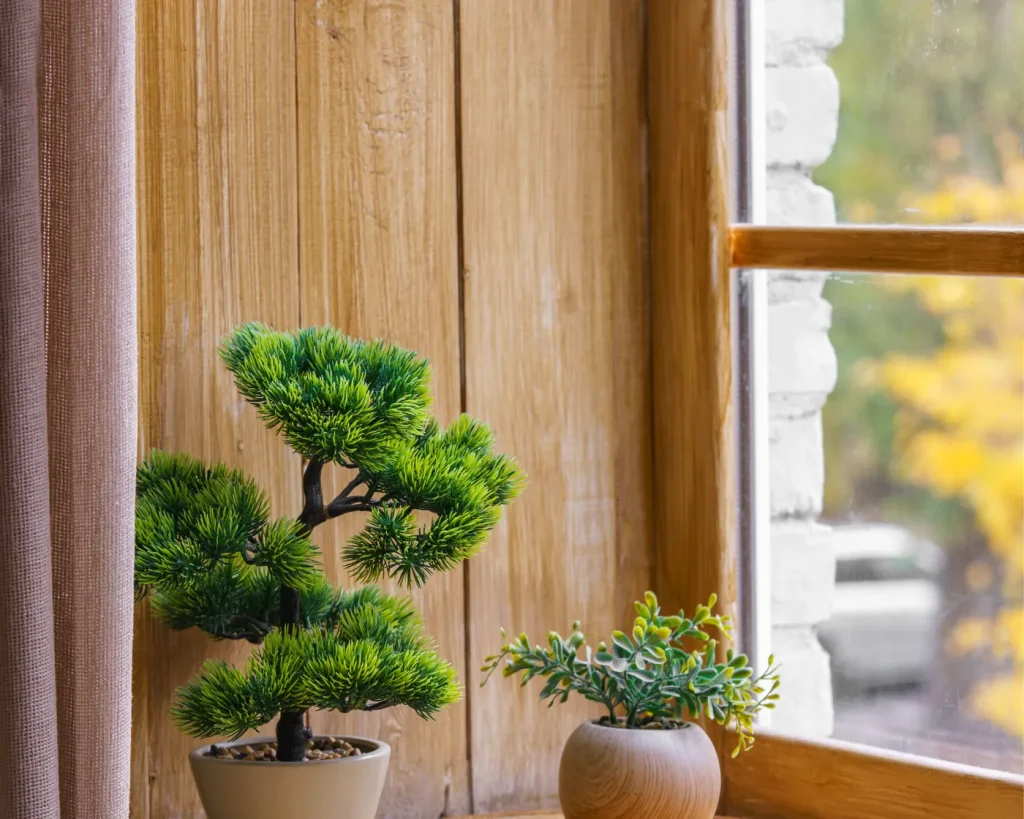 Plants on a timber window sill
